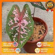 Caladium BOMBA Tree Child