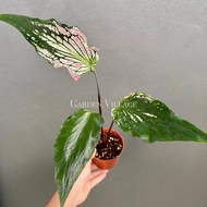 [HOUSEPLANT/LIVE PLANT] Caladium Thai Beauty/Pokok keladi/彩叶芋