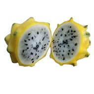 20pcs Biji Benih Buah Naga Kuning (Sangat Manis)/ Seed Ecuador Yellow Bird Nest Pitaya Dragon Fruit/