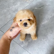 Jual anjing poodle apricot