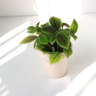 植栽 盆栽l 蝦蟆冷水花 冰淇淋杯陶盆 水晶透亮葉片  室內植物