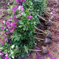 Bougainvillea Potted Plant Bougainvillea Large Seedling Double Bougainvillea Garden Plant Bougainvil