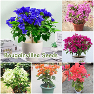 [Fast Germination] Fresh Bougainvillea Seeds for Planting Flowers (Mixed Color 70 Seed) Bonsai Flower Seeds for Gardening Outdoor Flowering Plants Seeds for Garden Decor Ornamental Potted Bougainvillea Live Plant Indoor Plants Real Plants buto ng bulaklak