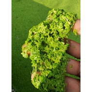 DUCKWEED (anak Azolla) tumbuhan terapung
