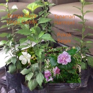 Anak Pokok Bunga Raya Hidup Hibiscus Pot Plant Live Pot Plants Bunga Raya Pokok Putih purple MerahBu