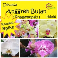 Anggrek Bulan Dewasa Spike Phalaenopsis Hybrid berbunga bunga knop
