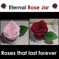 Eternal Everlasting rose Jar