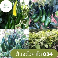 อะโวคาโด 034 ต้นอะโวคาโด 034 เจริญเติบโตและพัฒนาได้ดี อะโวคาโด มีความยืดหยุ่น เมล็ดเล็ก เนื้อหนา รสห