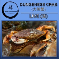 【Taste of the Bay】[Live] Dungeness Crab 1 Piece 活珍宝蟹