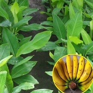 Bibit Pohon Pisang Raja Bulu / Pohon Pisang Raja Bulu