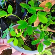 Pokok bunga kacang Kuning / Pokok Bunga Kacang Menjalar / Arochis Pintoi Peanut Plant /  Tutup Bumi 