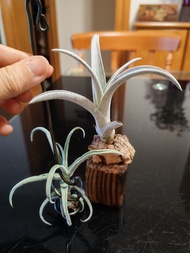 空氣鳳梨/Tillandsia/空氣草