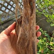 加里曼丹 野生沉香老料 284公克 沉水級 沉香擺件 星洲系 #沉香