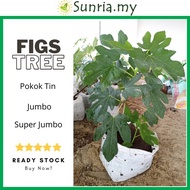 COD ONLY Figs Tree / Pokok Tin SUPER JUMBO / JUMBO (Big Size)