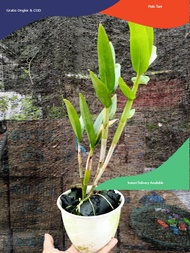 Anggrek Dendrobium Larat Dewasa Siap bunga Tanpa Pot