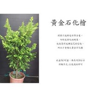 心栽花坊-黃金石化檜/5吋/松杉柏檜/綠化植物售價220特價200