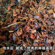 Authentic Grue Valley/Copperce Coconut Shell Block-Orchid Rose Monthly Red Palm Planting Vegetables 