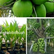 bibit kelapa hibrida hijau