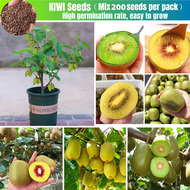 [Easy To Grow In The Philippines] Fresh 200 Seeds Edible Kiwi Tree Seeds Sweet Kiwi Fruits Seeds for Planting Actinidia Fruit Plants Seeds Kiwi Live Plants for Sale Real Plants Bonsai Tree Live Plant Dwarf Fruit Tree Plants Flower Seeds Vegetables Seeds