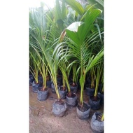 KELAPA PANDAN HYBRID 6 KAKI