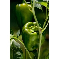 HIJAU 4 Green Paprika Seeds, Superior Quality Paprika Seeds, Green Paprika Seeds, Vegetable Seeds