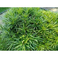 MM- Osmoxylon Green plant / Anak Pokok Osmoxylon Hijau / pokok landskap / pokok hiasan luar rumah / pokok pagar