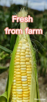 Grade A Cameron Highland Sweet Corn Jagung Susu Yellow White