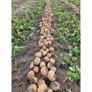 Package of 100 short-term jicama seeds