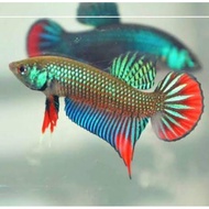 HMPK Imbellis Betta Fish Size S and M