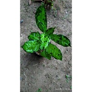 Aglaonema pictum rumpun motif hijau langka