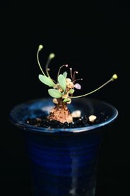 #241 恩特美厚敦菊　Othonna intermedia