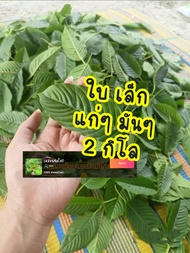 🌿กระท่อม ใบเล็กตกไซส์🔥2กิโล 🔥⭐ส่งเร็วมาก⭐ สายต้มจัดแล้วยัน💯% แน่นอน ใบมีปัญหาเคลมได้ 100% #ใบกระท่อม