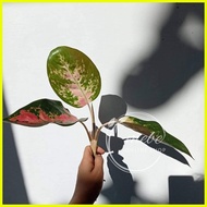 ♟ ◬ ✙ (25) Aglaonema Pink/Sultan Cochin Varieties Uprooted Live Plants(Luzon only)