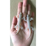 Mainan cicak getah realistik