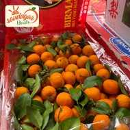 BUAH JERUK SANTANG MADU BIRMA MANIS FRESH 500GR