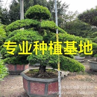 Arhat Pine Linshui Modeling Tree Large Arhat Pine Villa Floating Courtyard Modeling Japan Same Whole