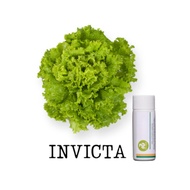 ℠ ♜ ◉ ✙ ▬ ▃ Rijk Zwaan Lettuce Pelletized 100 Seeds | Nutrihydro