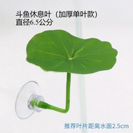 Aquarium Landscaping Leaves Betta Fish Bed Leaves Sleeping Hiding Leaves Lotus Leaves Betta Resting 