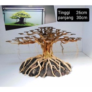bonsai aquascape aquarium driftwood akar senduduk