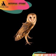 Best Seller Burung Hantu Tyto Alba / Barn Owl