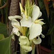 20 เมล็ด ดอกพุทธรักษาแคระ พุทธศร บัวละวงศ์ (Canna Lily Seeds) พระพุทธเจ้าทรงปกป้องคุ้มครอง ให้มีแต่ค