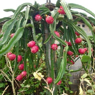 Keratan Pokok Naga(5pcs)