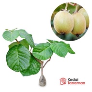 Tanaman Bibit Buah Okulasi KIWI Hidup 25cm++ - Bibit Tanaman Pohon Buah Kiwi