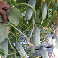 8 benih timun bibit sayuran buah timun baby semi f1 hibrida benih