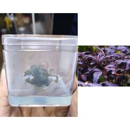 Bucephalandra Brownie Ghost Tissue Culture