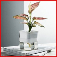 其他品牌 - 自動吸水花盆 不用每天澆水 透明可視 雙層盆栽 塑膠盆 水培花盆 懶人盆栽 創意花盆 園藝自動吸水花盆 水培植物 養殖盆 花樽 水種植物 盆栽- 白色