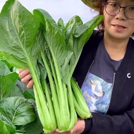 Sawi GIANT - F1 Choy Sum King - 400±seed / Benih Sayur Sawi Hijau HIBRID