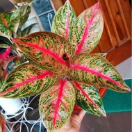 MMH_54 Aglaonema widuri / Aglonema widuri Remaja florist nursery /