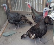 promo ayam kalkun betina 6 ekor indukan Murah