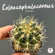ไม้ลำ Coleocephalocereus Goebelianus แคคตัส กระบองเพชร cactus&amp;succulent
